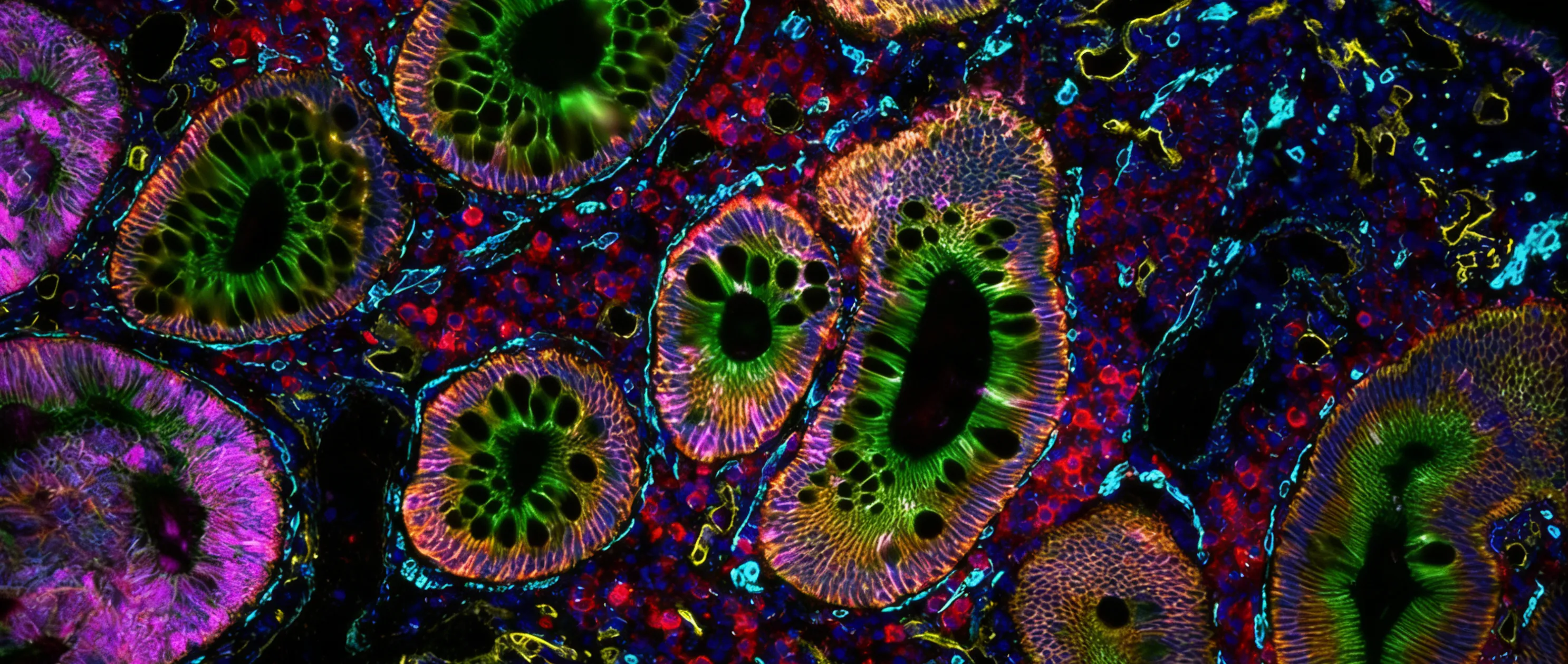 CellScape Banner